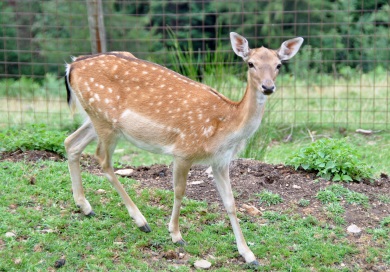 deer1