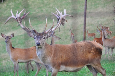 deer2