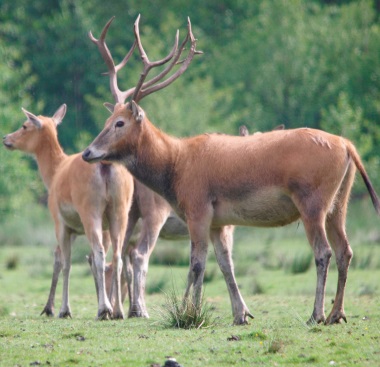 deer4