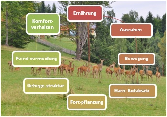 infofarmwild